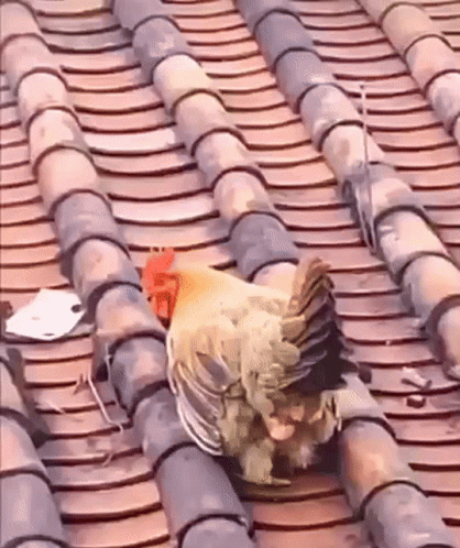 untitled.gif