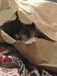 Cat Margs GIF - Cat Margs Marga GIFs