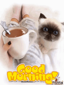 Good Morning Cats GIF - Good Morning Cats GIFs