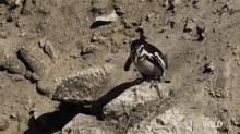 Falling Down A Penguin Obstacle Course GIF