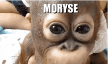 moryse monkey