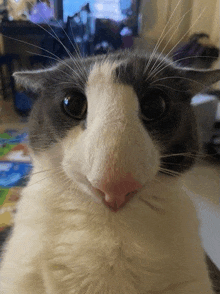 a close up of a gray and white cat with a pink nose