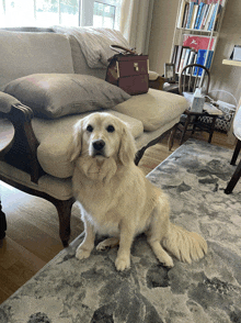 a dog sits on a rug in front of a couch