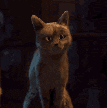 a cat with a surprised look on its face is standing in a dark room