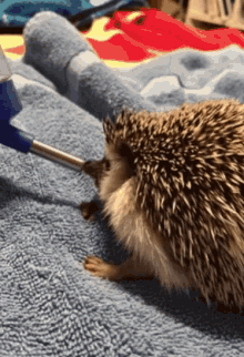 Hedgehog Eat GIF - Hedgehog Eat Drink GIFs