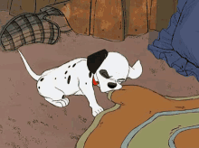 chewing carpet rug puppy dalmatian