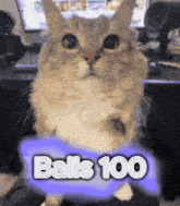 Balls 100 Cat GIF - Balls 100 Balls 100 GIFs
