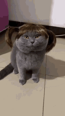 British Shorthair Oklou Cat GIF - British Shorthair Oklou Cat Radlcies GIFs