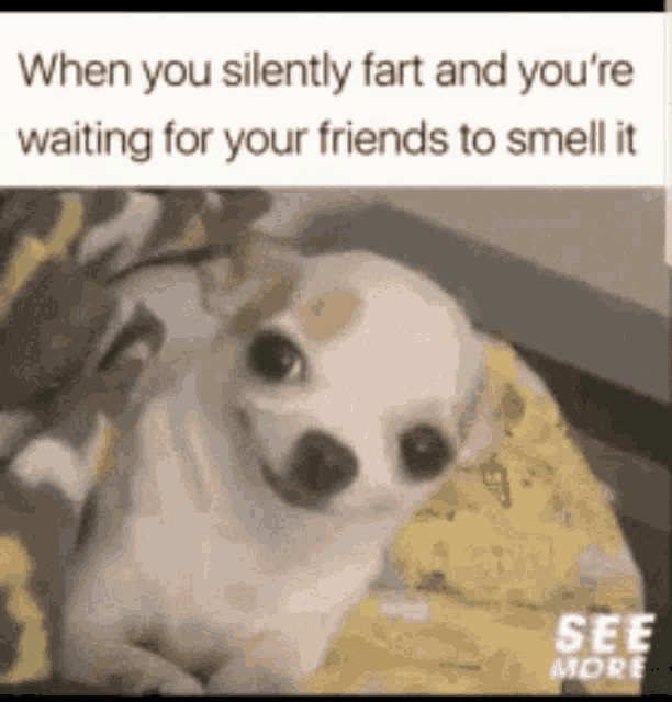 Silent Fart Funny Dog GIF - Silent Fart Funny Dog Cute Dog - Discover &  Share GIFs