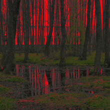 Forest Dark GIF - Forest Dark Art GIFs