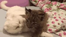 Cat Sniff GIF - Cat Sniff GIFs