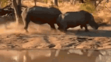 Chasing Off The Bullying Bull Rhino GIF - Chasing Off The Bullying Bull Rhino World Rhino Day GIFs