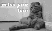 Miss You Bae GIF - Bae Cat Sad GIFs