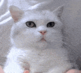Latte Cat GIF - Latte Cat Erm GIFs