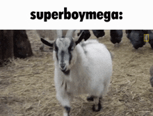 Superboymega Goated GIF - Superboymega Super Boy GIFs