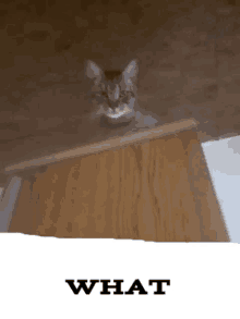 a cat sitting on top of a wooden box with the word what written below it