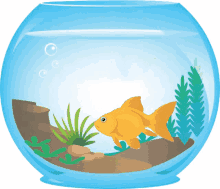 goldfish fish