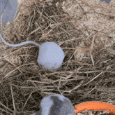 two mice are laying in a pile of hay