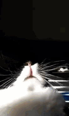 Rabbit Smell GIF - Rabbit Smell Nose GIFs