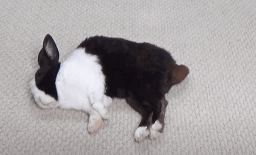 a black and white rabbit laying on the floor with a person pointing at it