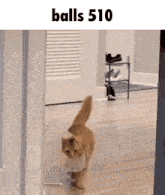 a cat is walking in a hallway with the words balls 510 written above it