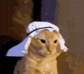Arab Cat GIF - Arab Cat GIFs