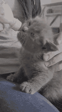 Noxy Kitten GIF - Noxy Kitten Cat GIFs