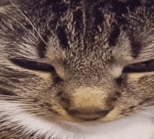 Tasya Melkony GIF - Tasya Melkony Cat GIFs