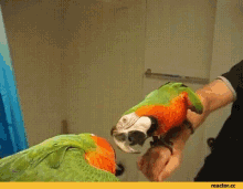 Macaw Funny Animals GIF - Macaw Funny Animals Parrots GIFs