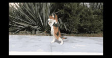 Animals Cat GIF - Animals Cat Dance GIFs