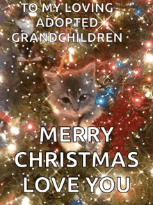 Merry Christmas Happy New Year To All GIF - Merry Christmas Happy New Year To All Cat GIFs
