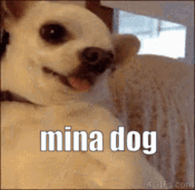 Mina Dog GIF - Mina Dog GIFs