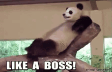 Panda GIF - Im The Boss Im A Boss Like A Boss GIFs