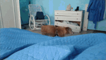 Jumping Jump Bed GIF - Jumping Jump Bed Dog Jump GIFs