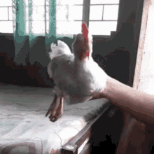 Chicken Cock GIF - Chicken Cock Play With My Cock GIFs