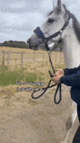 Horse Im So Hungry GIF - Horse Im So Hungry Im So Hungry I Could Eat A- GIFs
