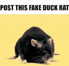 Rat Bouncing GIF - Rat Bouncing Post This Fake Duck Rat GIFs