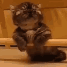 Exhausted Cat GIF - Sleep Cute Cats GIFs