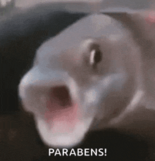 a close up of a fish with its mouth open and the words `` parabens '' in the background .