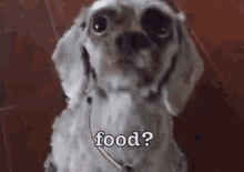 Food? GIF