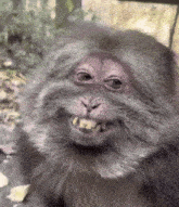 a close up of a monkey 's face with a big smile on it .