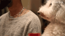 What The Pack GIF - What The Pack Dog GIFs