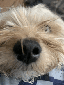 a close up of a dog 's nose with a black spot on it