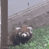 a red panda is standing in the grass near a building .