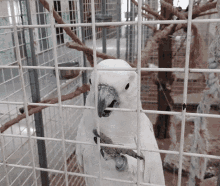 jinny jinnytty parrot bird animal