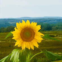 Sunflower Good Morning GIF