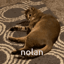 Nolan Nolan Cat GIF - Nolan Nolan Cat Cats GIFs