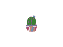 maddeals cactus