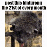 a picture of a cat with its tongue hanging out and a caption that says post this binturong the 21st of every month