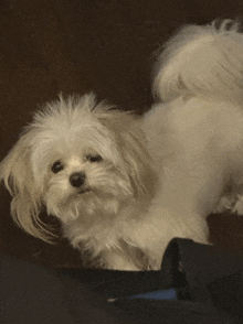 a small white dog is laying on the floor